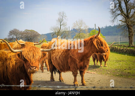 Long haired and horned Aberdeen Angus cows in a Scottish farm, Scotland, United Kingdom. Stock Photo