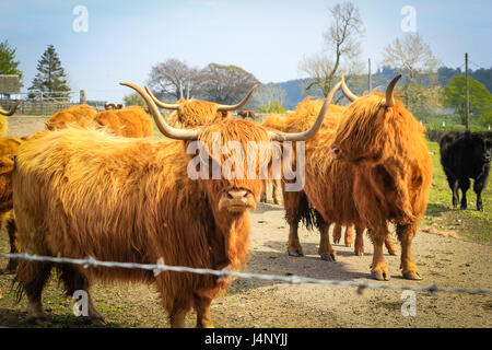 Long haired and horned Aberdeen Angus cows in a Scottish farm, Scotland, United Kingdom. Stock Photo