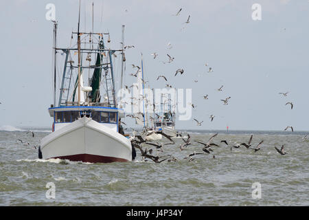 Fishing vessel and sailboats surrounded by sea birds Stock Photo