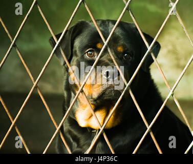 Rottweiler in cage Stock Photo