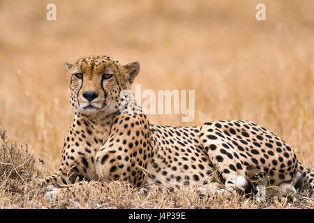 Cheetah (Acinonyx jubatus) resting on open savanna, Masai Mara National Game Park Reserve, Kenya, East Africa Stock Photo