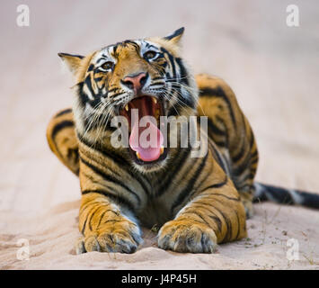 Wild Bengal Tiger lying on the road in the jungle. India. Bandhavgarh National Park. Madhya Pradesh. Stock Photo