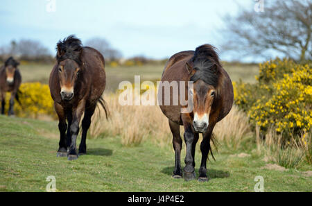 Three Exmoor Ponies on Winsford Hill, Exmoor Stock Photo