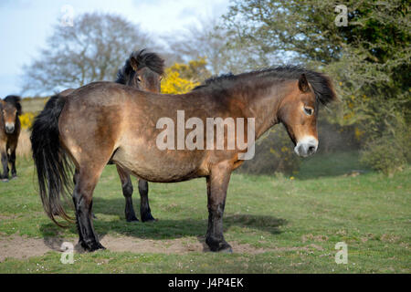 Three Exmoor Ponies on Winsford Hill, Exmoor Stock Photo