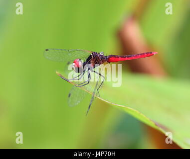 Scarlet Pygmy - smallest dragonfly in the world Stock Photo