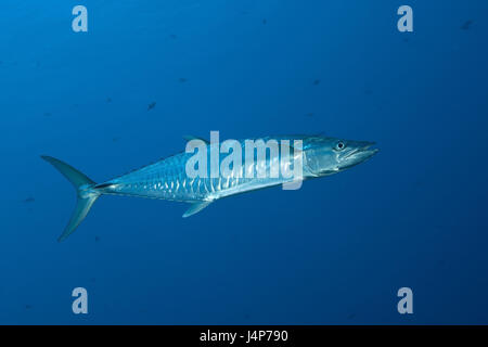 Underwater recording, Wahoo, Acanthocybium solandri, Stock Photo