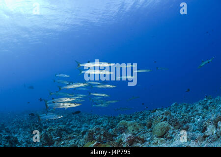 Underwater recording, fish dream, dark fin barracudas, Sphyraena qenie, Stock Photo