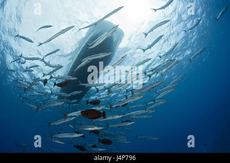 Underwater recording, fish dream, dark fin barracudas, Sphyraena qenie, water surface, boat, back light, Stock Photo