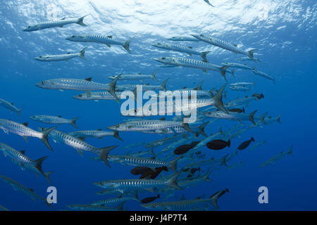 Underwater recording, fish dream, dark fin barracudas, Sphyraena qenie, Stock Photo