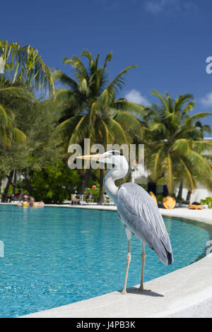 Common heron in the pool of the Maldives island Kandooma, Ardea cinera, the Maldives, the south times atoll, Stock Photo