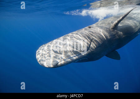 Sperm whale, Physeter catodon, Dominica, the small Antilles, the Caribbean, Stock Photo