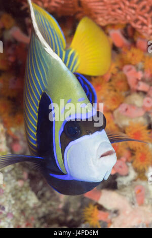 Imperator Kaiserfisch, Pomacanthus imperator, the Maldives, Ellaidhoo house reef, the north Ari Atoll, Stock Photo