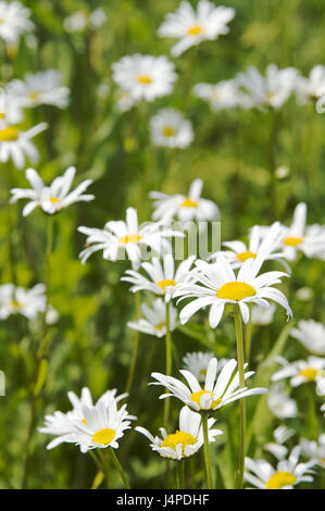 Flower meadow, margin rites, summer, Stock Photo