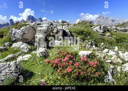 Italy, South Tirol, the Dolomites, Sextener to dolomites, alp drunkenness, alpine rose, nature reserve Sextener to dolomites, Stock Photo