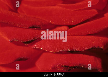 Rose, petals, red, close up, Stock Photo