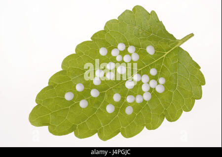 Alternative medicine, homoeopathy, Globuli, leaves, studio, medium close-up, Stock Photo