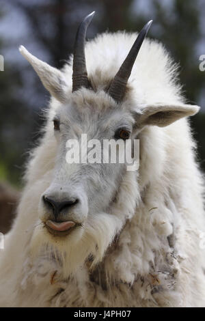 Snow goat, Oreamnos americanus, individually, portrait, head-on, tongue, leak, view, wittily, Canada, Alberta, Jasper National Park, Stock Photo