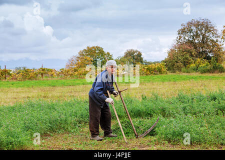 Old man mowing down grass with scythe farmer mows the grass Stock Photo