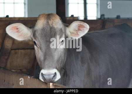 A young cow looks out from a barn stall. Stock Photo