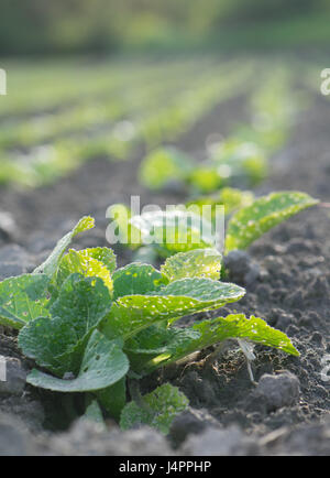 Potato seedling row in plowed field Stock Photo