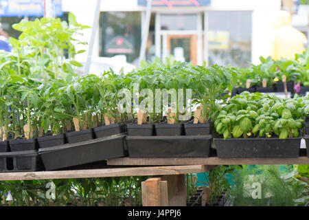 Basil and peppers plants for sale at a farmer's market. Stock Photo