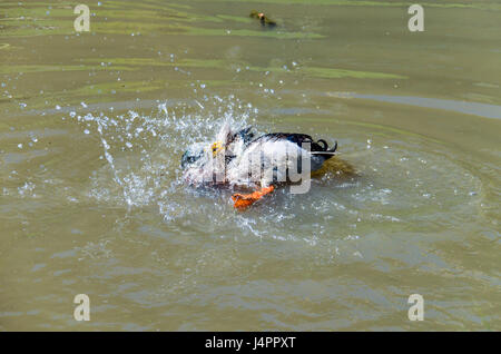 Green duck bathing in pond and splashing water Stock Photo