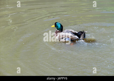 Green duck bathing in pond and splashing water Stock Photo