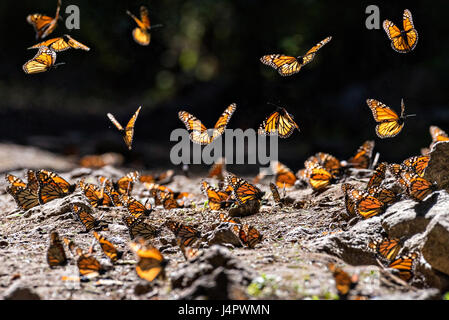 Monarch Butterflies fly close to the ground as they mass at the El Capulin Monarch Butterfly Biosphere Reserve in Macheros, Mexico. Each year millions of Monarch butterflies mass migrate from the U.S. and Canada to the Oyamel fir forests in central Mexico. Stock Photo