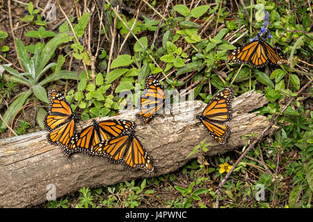 Monarch Butterflies warm in the sun at the El Capulin Monarch Butterfly Biosphere Reserve in Macheros, Mexico. Each year millions of Monarch butterflies mass migrate from the U.S. and Canada to the Oyamel fir forests in central Mexico. Stock Photo
