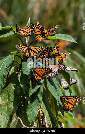 Monarch Butterflies sun on a plant at the El Capulin Monarch Butterfly Biosphere Reserve in Macheros, Mexico. Each year millions of Monarch butterflies mass migrate from the U.S. and Canada to the Oyamel fir forests in central Mexico. Stock Photo