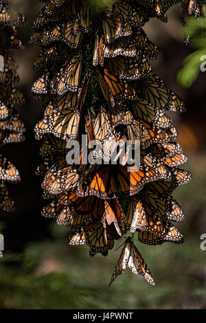 Monarch Butterflies mass together for warmth at the El Capulin Monarch Butterfly Biosphere Reserve in Macheros, Mexico. Each year millions of Monarch butterflies mass migrate from the U.S. and Canada to the Oyamel fir forests in central Mexico. Stock Photo
