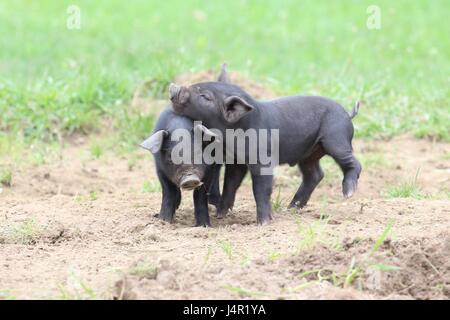 Little piglets outside in a farmyard Stock Photo