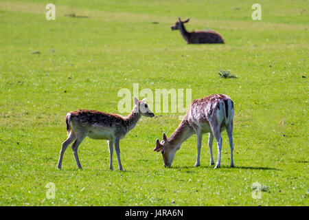 Knutsford, Cheshire, UK.  Warm sunshine for deer in the grounds of Tatton Park. A deer park since 1290, Tatton's parkland is now home to herds of Fallow deer which roam freely in the wide open spaces and with the onset of warm weather the deer will now be able to graze on succulent fresh grass and will improve in condition after the lean months of winter. Credit; MediaWorldImages/Alamy Live News Stock Photo