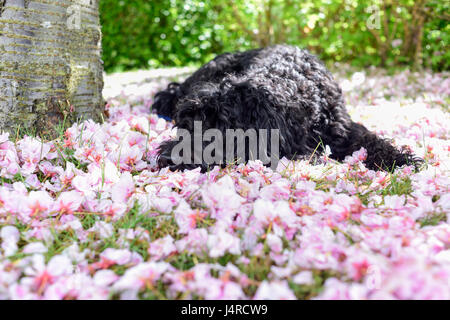 Annesley, Nottingham, UK. 14th May 2017. Frankie the Cockapoo enjoys relaxing in the shade of a cherry tree, to keep cool out of the Sun's heat. Credit: Ian Francis/Ģ����ý Live News Stock Photo