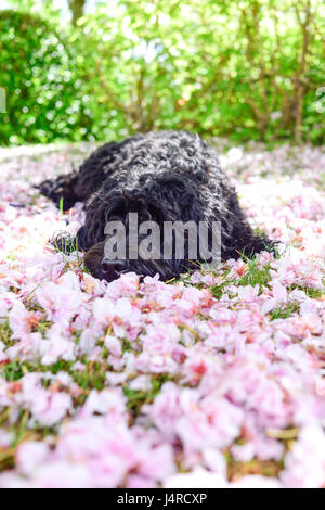 Annesley, Nottingham, UK. 14th May 2017. Frankie the Cockapoo enjoys relaxing in the shade of a cherry tree, to keep cool out of the Sun's heat. Credit: Ian Francis/Ģ����ý Live News Stock Photo