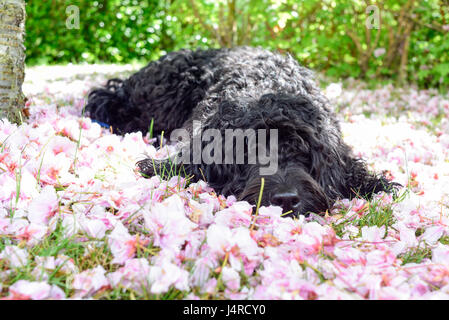 Annesley, Nottingham, UK. 14th May 2017. Frankie the Cockapoo enjoys relaxing in the shade of a cherry tree, to keep cool out of the Sun's heat. Credit: Ian Francis/Ģ����ý Live News Stock Photo
