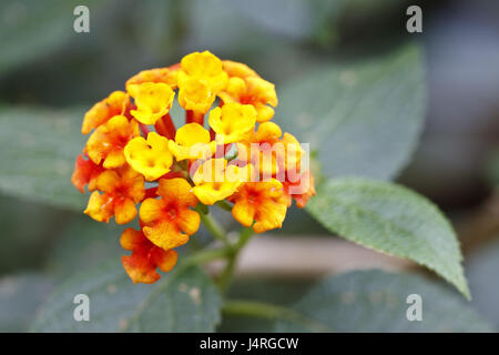 Honduras, little change rose, detail, blossoms, Stock Photo