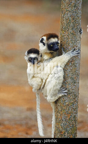 Verreaux's Sifaka, Propithecus verreauxi, females, young animal, back, Madagascar,