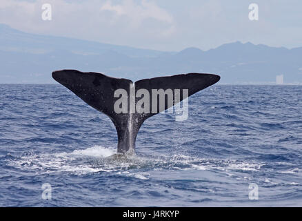 The tail fluke of a sperm whale as it dives off the coast of the Azores Stock Photo