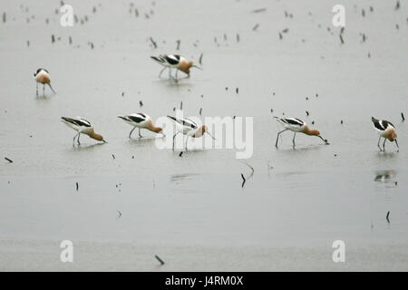 American avocet Recurvirostra americana group feeding in shallow water Stock Photo