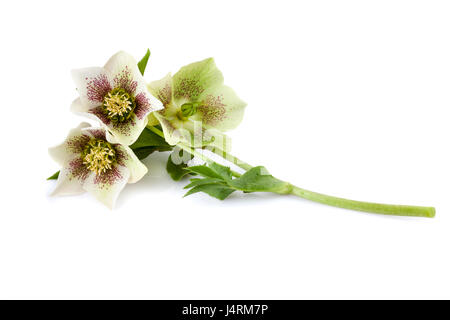 Lenten rose hellebore flower isolated on white background Stock Photo