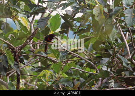 Ivory-billed aracari Pteroglossus azara perched La Salva Jungle Lodge Ecuador South America Stock Photo