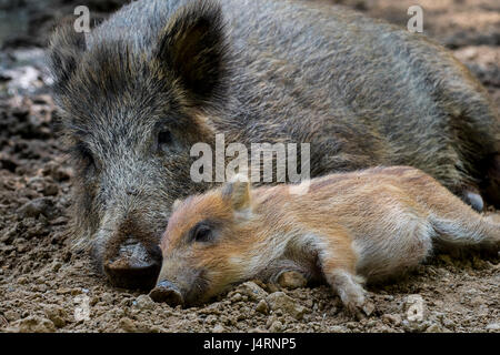 Wild boar (Sus scrofa) sleeping side by side with piglet in the mud in spring Stock Photo