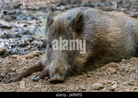 Wild boar (Sus scrofa) resting in the mud of quagmire Stock Photo