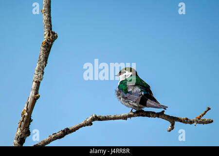A cute little violet-green swallow on a twig in north Idaho. Stock Photo