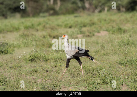 Secretary Bird, Tanzania Stock Photo
