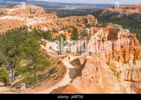 People walking down a path between the sandstone hoodoo pillars in to the amphitheatre of Bryce Canyon National Park, Utah Stock Photo