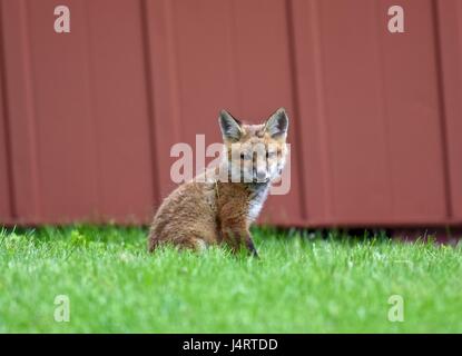 Red fox (Vulpes vulpes) kit next to an old red barn Stock Photo