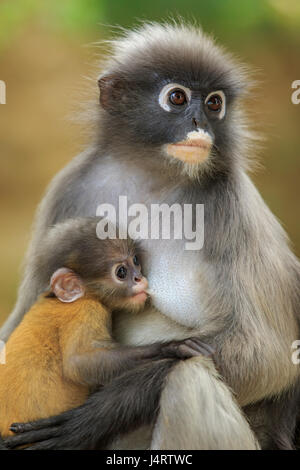 motherhood of Dusky leaf monkey, Dusky langur in southern of thailand Stock Photo