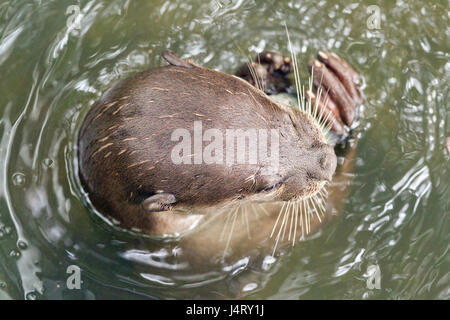 Smooth-coated otter (Lutrogale perspicillata) eating freshly caught fish in a mangrove stream, Singapore Stock Photo